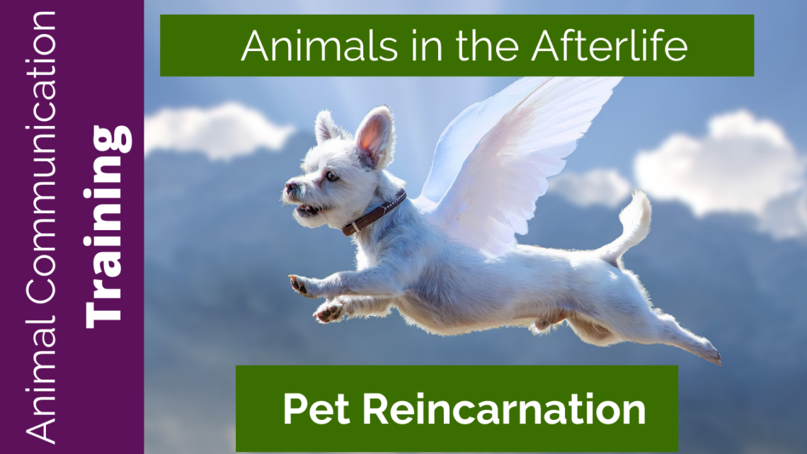 Pet Reincarnation – Dr. Cara Gubbins
